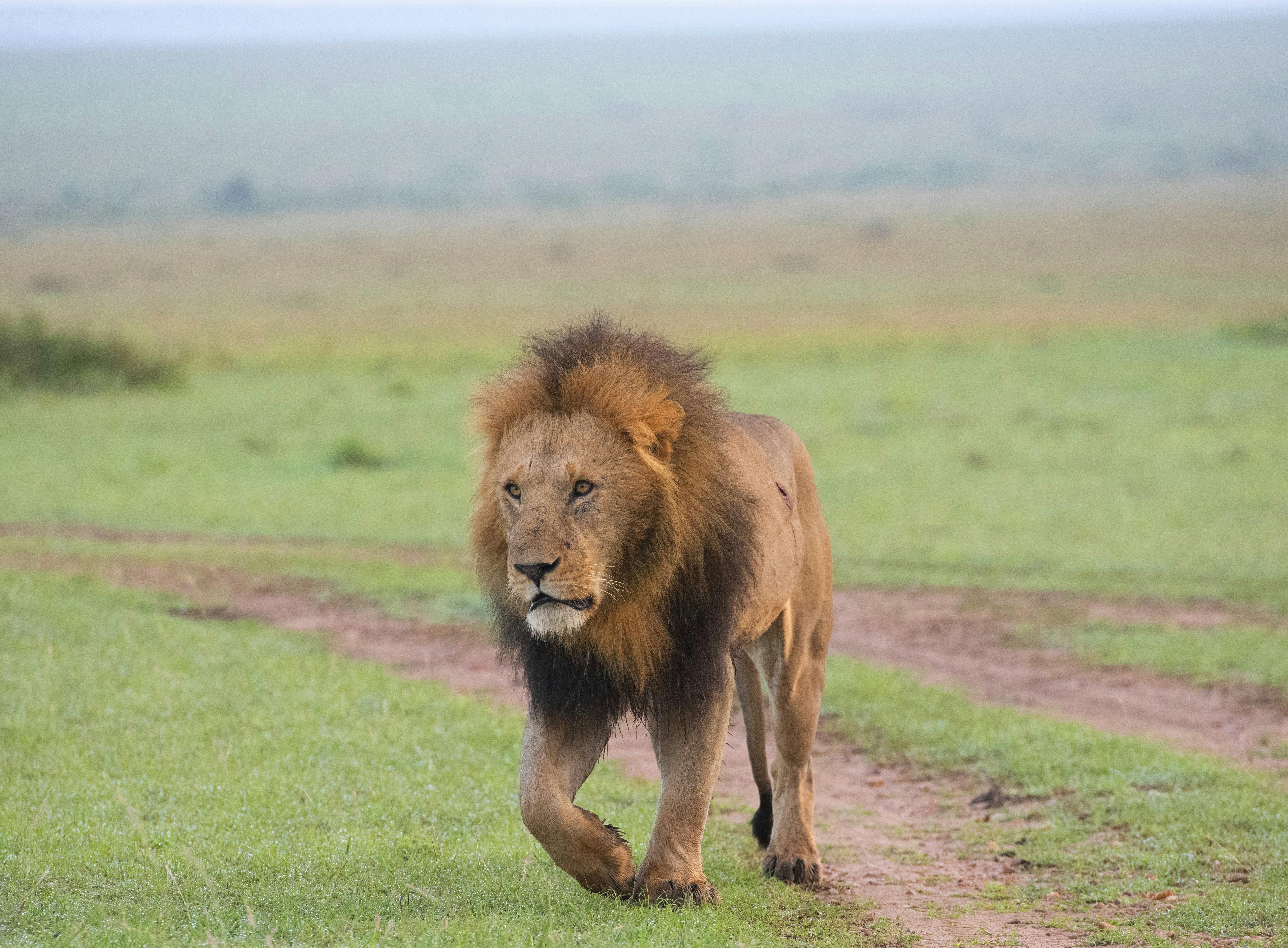 Migration animals in Kenya